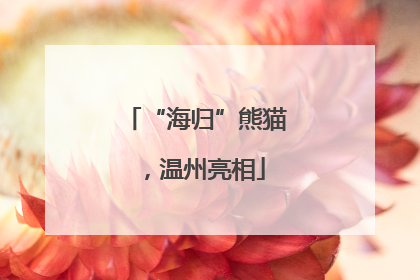 “海归”熊猫，温州亮相