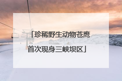 珍稀野生动物苍鹰首次现身三峡坝区