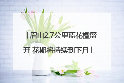 眉山2.7公里蓝花楹盛开 花期将持续到下月