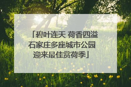 碧叶连天 荷香四溢 石家庄多座城市公园迎来最佳赏荷季