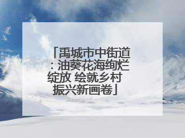 禹城市中街道：油葵花海绚烂绽放 绘就乡村振兴新画卷