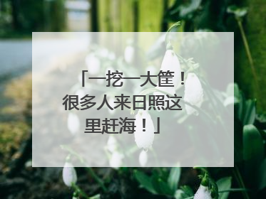 一挖一大筐！很多人来日照这里赶海！