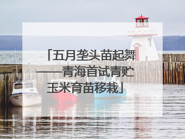 五月垄头苗起舞——青海首试青贮玉米育苗移栽