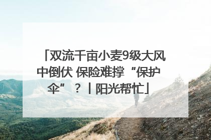 双流千亩小麦9级大风中倒伏 保险难撑“保护伞”？丨阳光帮忙