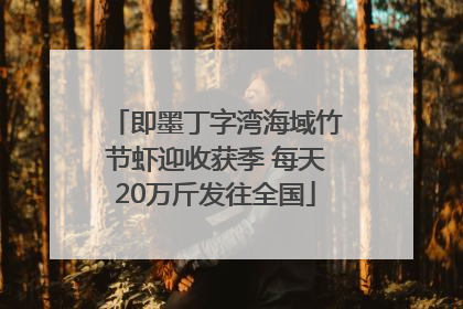 即墨丁字湾海域竹节虾迎收获季 每天20万斤发往全国
