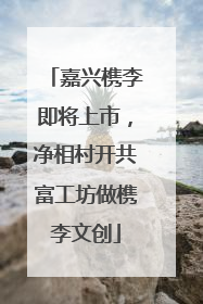 嘉兴槜李即将上市，净相村开共富工坊做槜李文创