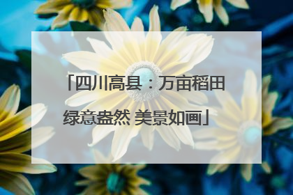 四川高县：万亩稻田绿意盎然 美景如画