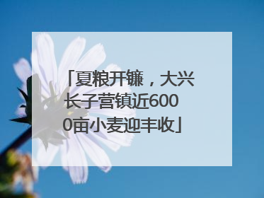 夏粮开镰，大兴长子营镇近6000亩小麦迎丰收