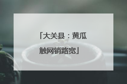 大关县：黄瓜触网销路宽