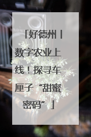 好德州丨数字农业上线！探寻车厘子“甜蜜密码”