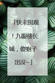 快来围观！九眼楼长城，傻狍子出没~