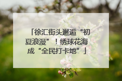 徐汇街头邂逅“初夏浪漫”！绣球花海成“全民打卡地”