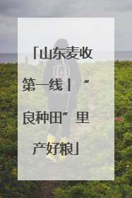 山东麦收第一线丨“良种田”里产好粮