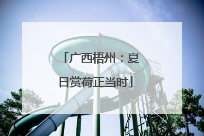 广西梧州：夏日赏荷正当时