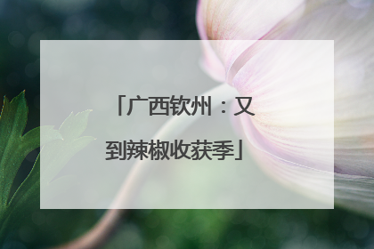 广西钦州：又到辣椒收获季