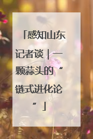 感知山东记者谈｜一颗蒜头的“链式进化论”