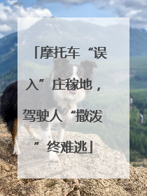 摩托车“误入”庄稼地，驾驶人“撒泼”终难逃