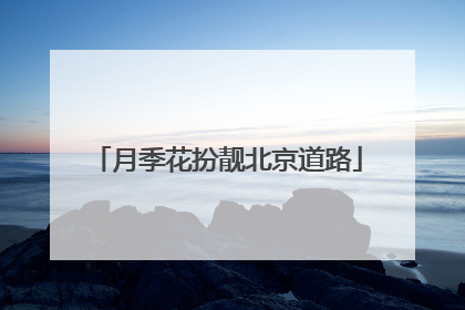 月季花扮靓北京道路