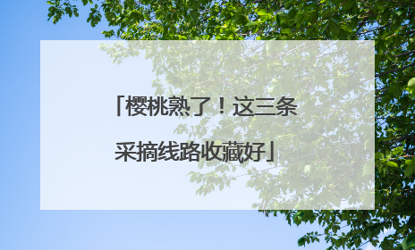 樱桃熟了！这三条采摘线路收藏好