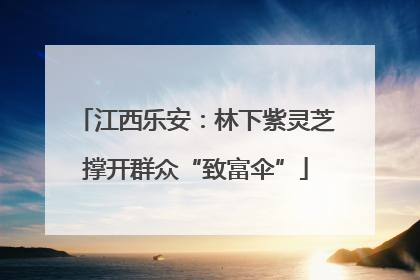 江西乐安：林下紫灵芝撑开群众“致富伞”
