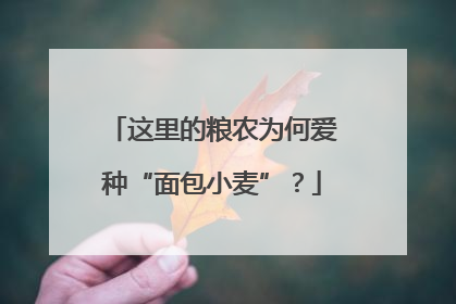 这里的粮农为何爱种“面包小麦”？