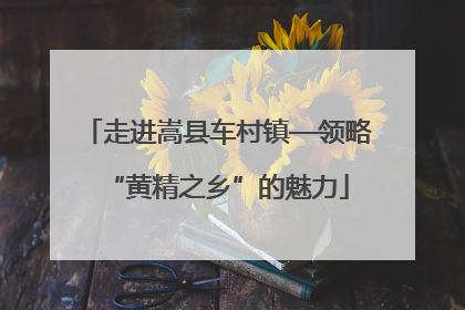 走进嵩县车村镇—领略“黄精之乡”的魅力
